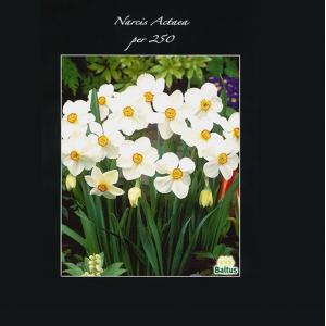Baltus Narcissus Actea bloembollen per 250 stuks